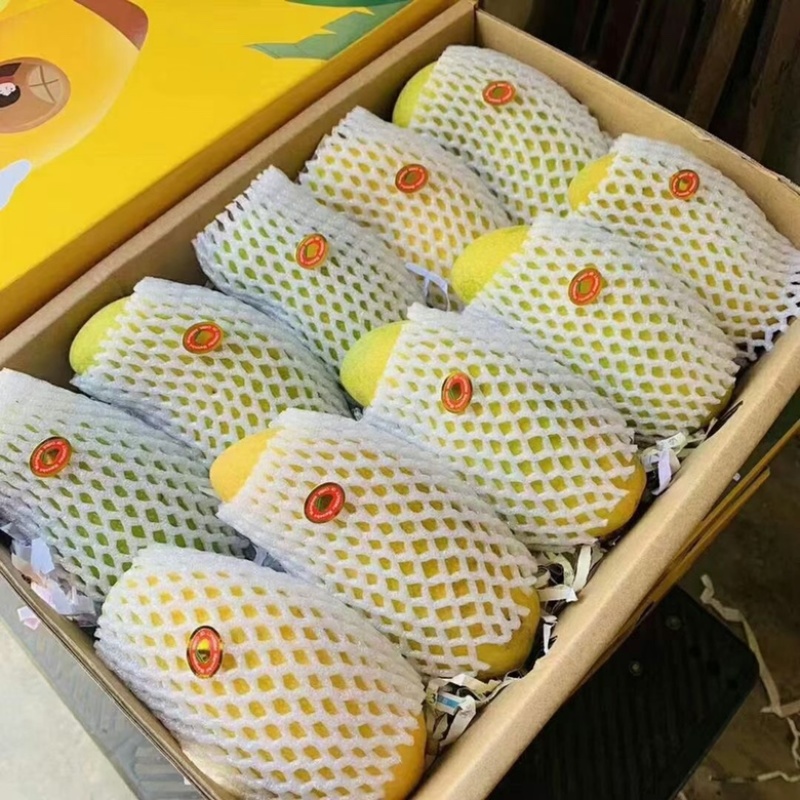 海南金煋