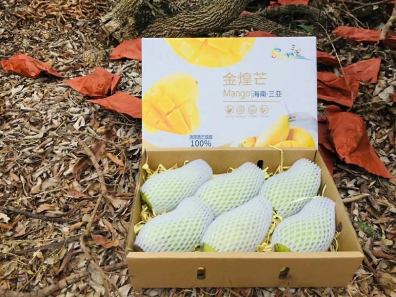 海南金煋