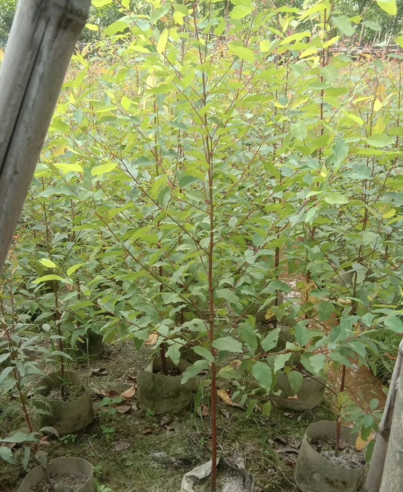 桉树：1-3厘米大量出售苗圃直供可视频看货