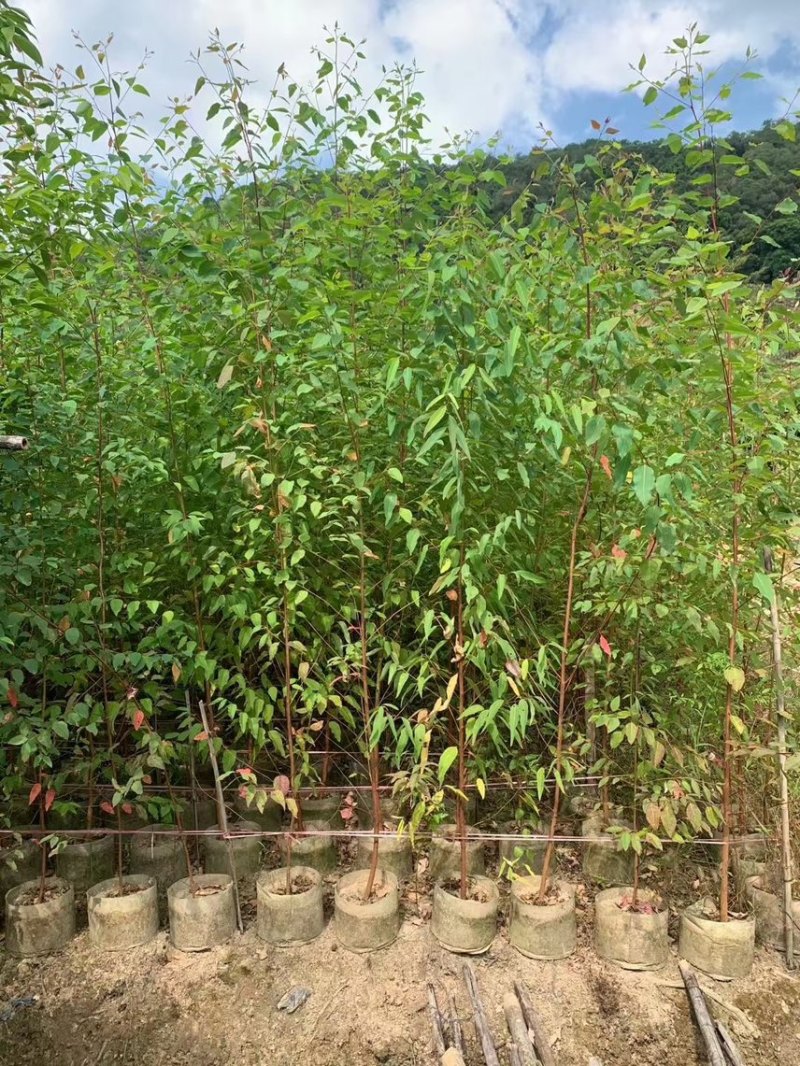 桉树：1-3厘米大量出售苗圃直供可视频看货