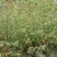 桉树：1-3厘米大量出售苗圃直供可视频看货