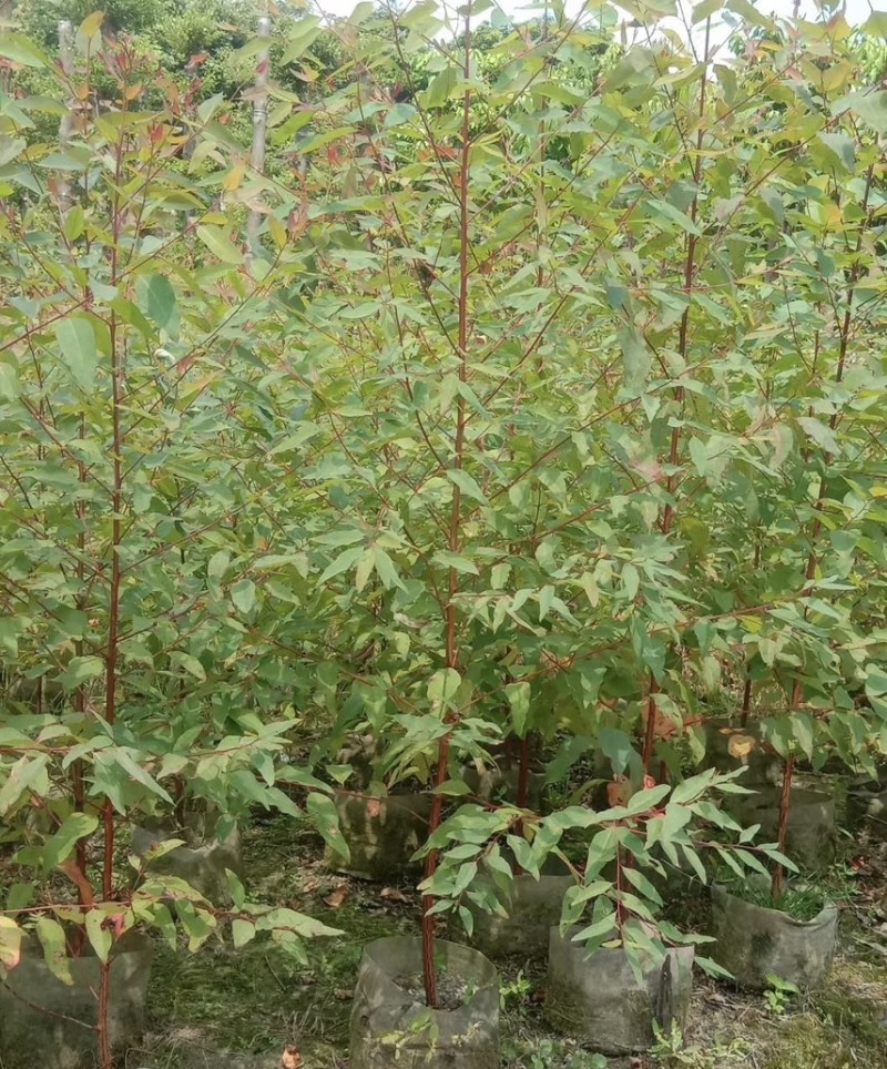 桉树：1-3厘米大量出售苗圃直供可视频看货