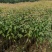 桉树：1-3厘米大量出售苗圃直供可视频看货