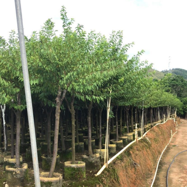 李树：1-12厘米，大量出售规格齐全欢迎来电咨询