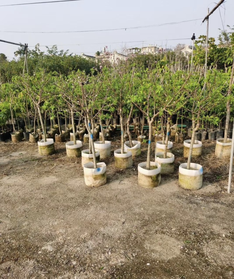 李树：1-12厘米，大量出售规格齐全欢迎来电咨询