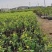 李树：1-12厘米，大量出售规格齐全欢迎来电咨询