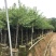 李树：1-12厘米，大量出售规格齐全欢迎来电咨询