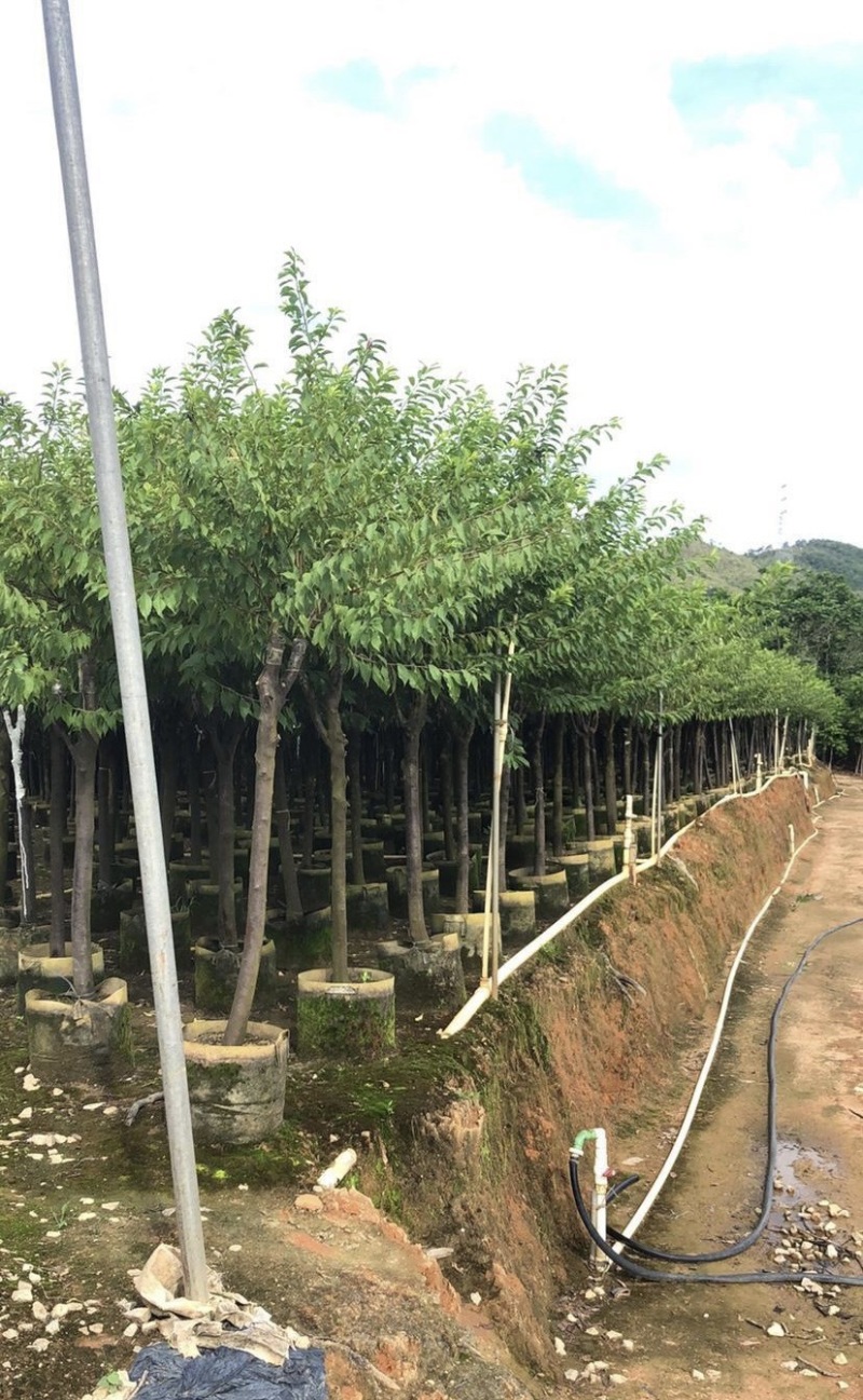 李树：1-12厘米，大量出售规格齐全欢迎来电咨询