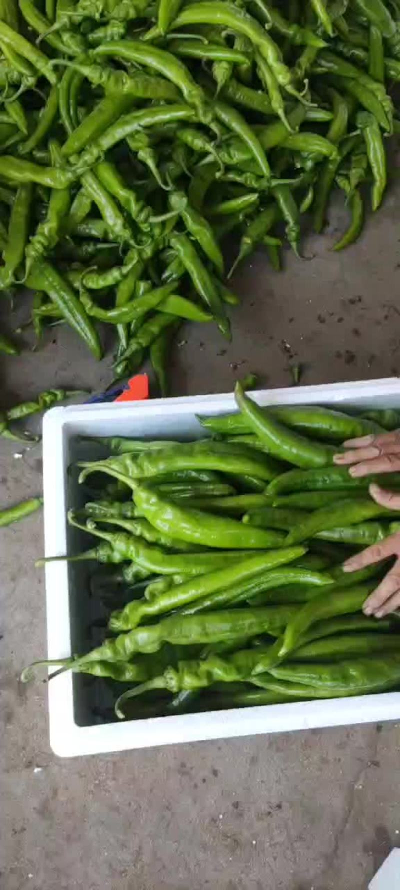 精品尖椒大量上市，物美价廉