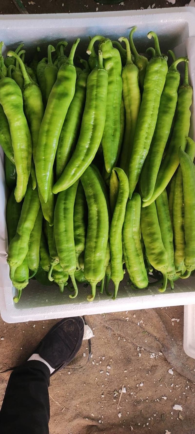 精品尖椒大量上市，物美价廉