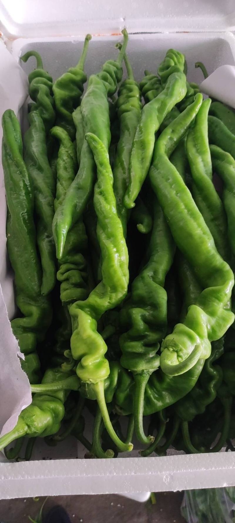 螺丝椒大量上市物美价廉