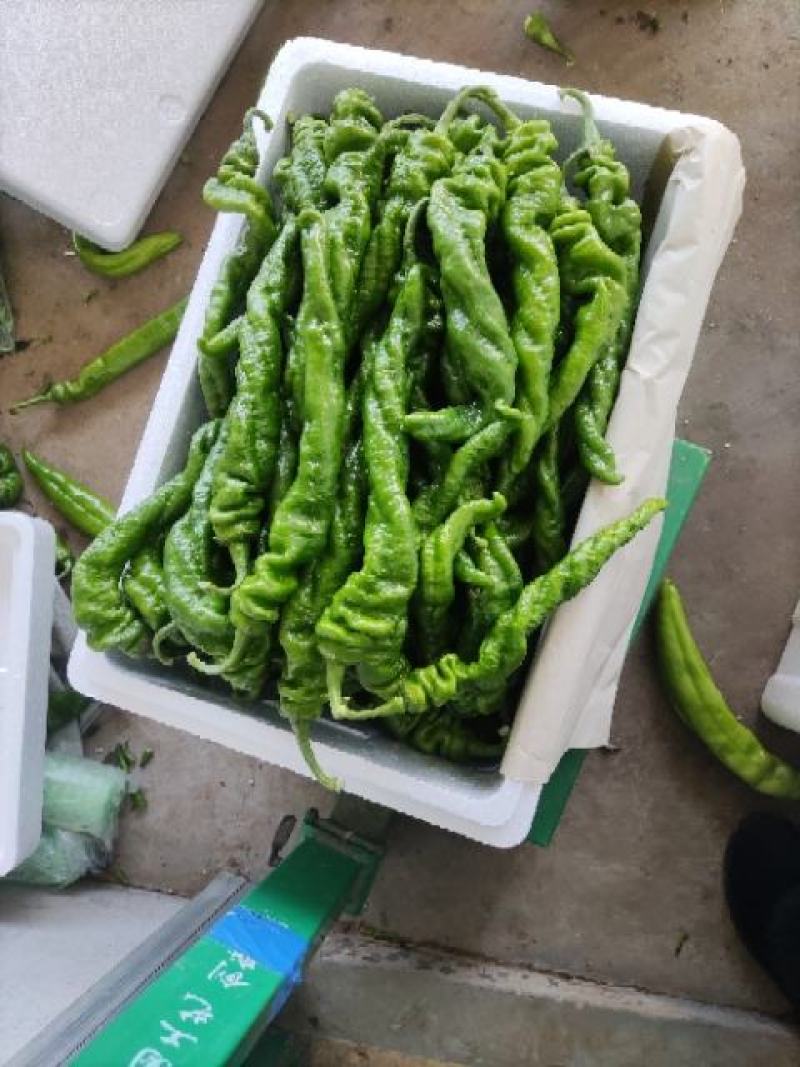 螺丝椒大量上市物美价廉