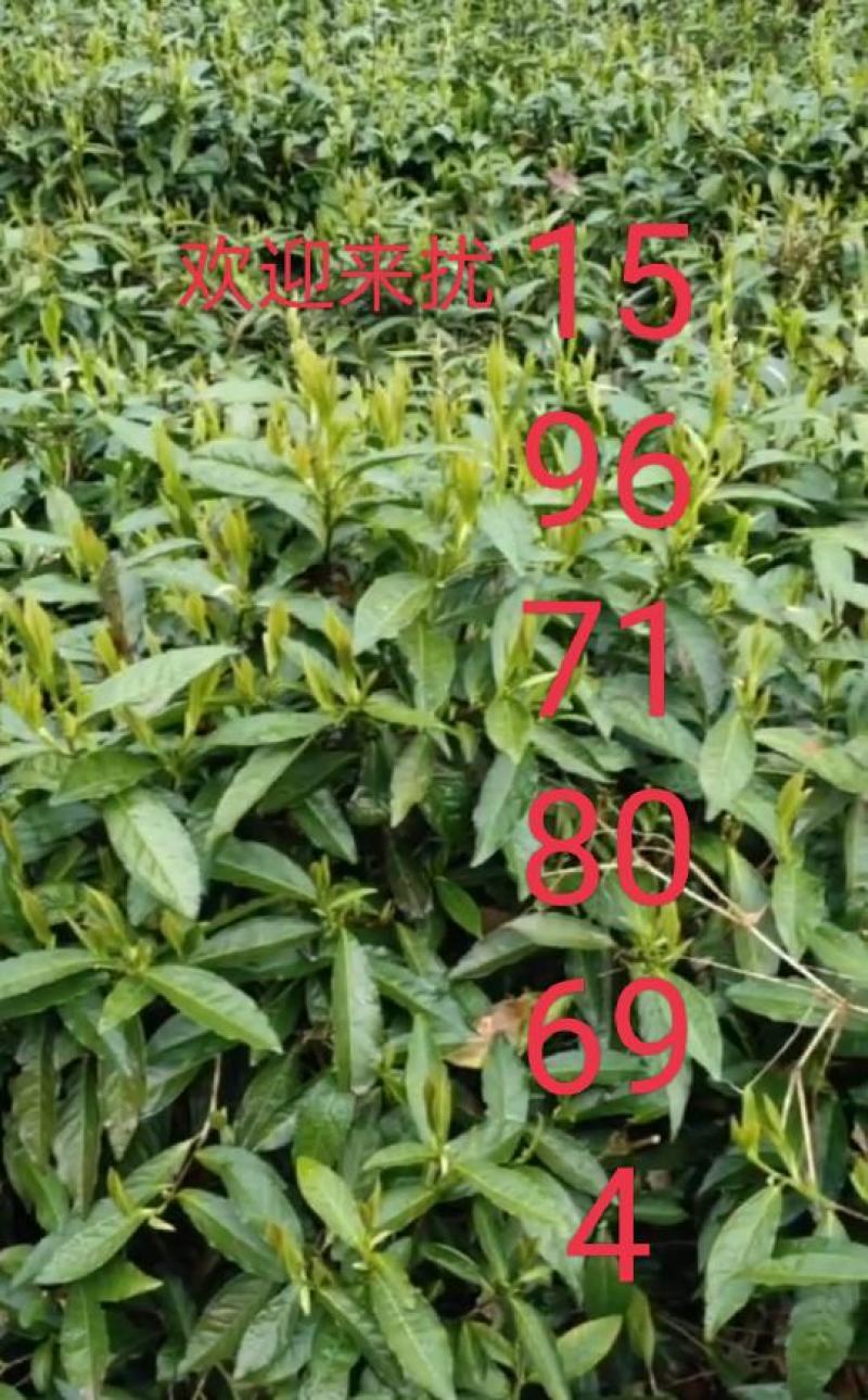 湖南省保靖黄金茶