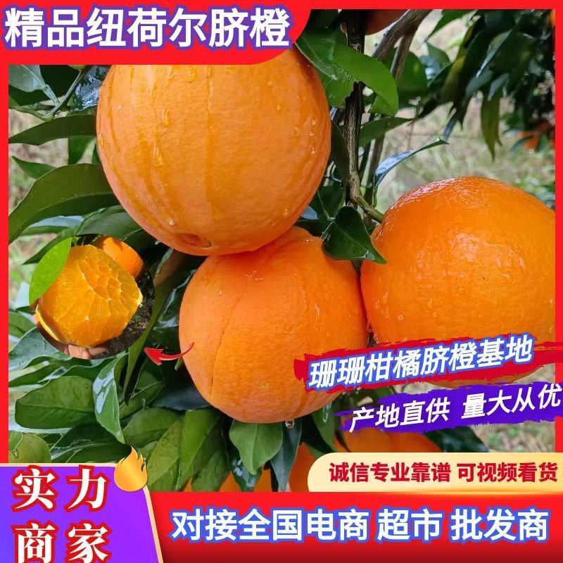 精品纽荷尔脐橙货源充足价格实惠甘甜化渣基地直供