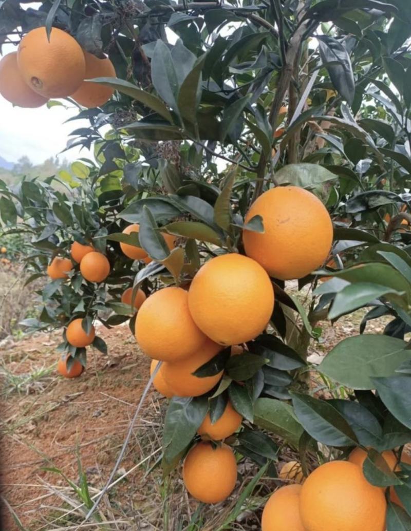 精品纽荷尔脐橙货源充足价格实惠甘甜化渣基地直供