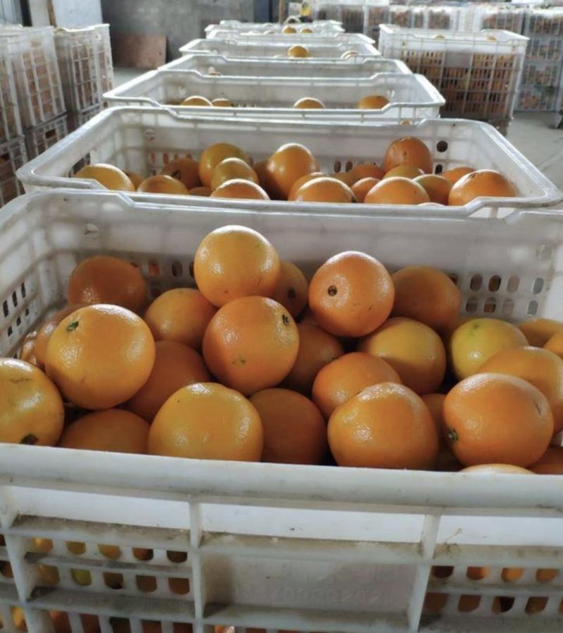 精品九月脐橙大量供货中产地直供量大从优供电商