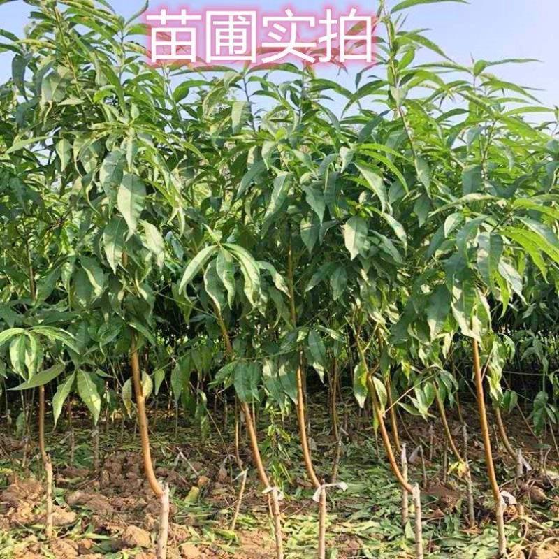 巨型冬桃帅师香映霜红金秋红蜜秋彤包品种保质量