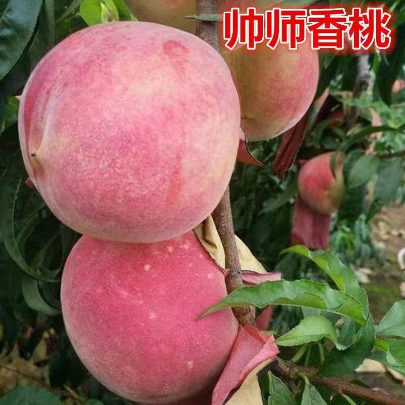 巨型冬桃帅师香映霜红金秋红蜜秋彤包品种保质量