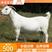 美国白山羊羊羔头胎受孕二胎怀孕种公羊羔欢迎选购