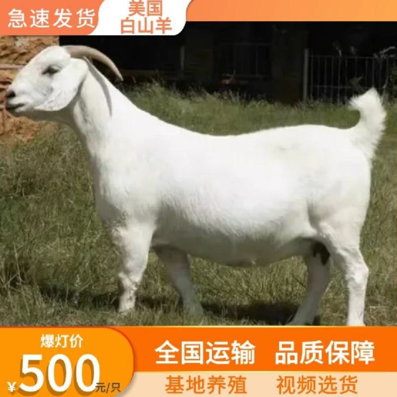 美国白山羊羊羔头胎受孕二胎怀孕种公羊羔欢迎选购