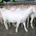 美国白山羊羊羔头胎受孕二胎怀孕种公羊羔欢迎选购