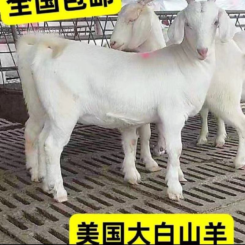 美国白山羊羊羔头胎受孕二胎怀孕种公羊羔欢迎选购