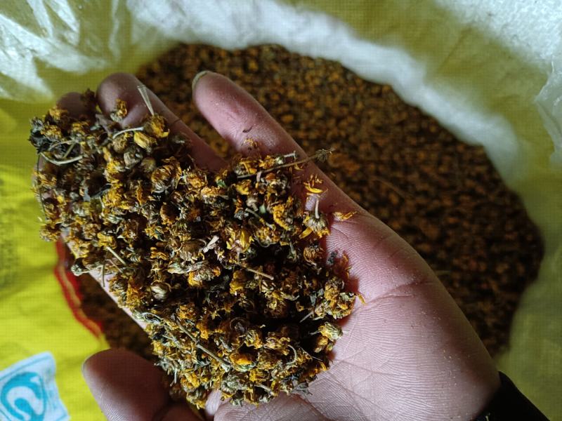 野菊花品质优良物流便宜交通方便服务一流