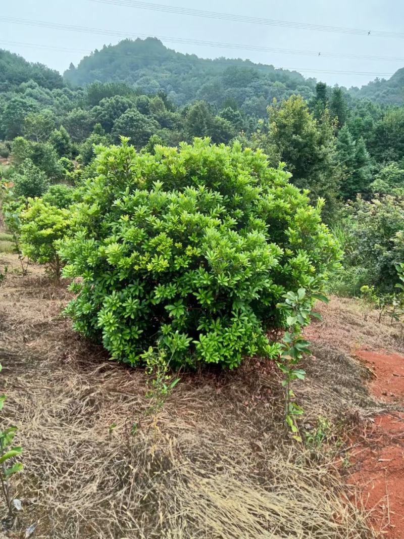 杨梅球，杨梅树，东魁杨梅，精品杨梅，黑炭杨梅，杨梅基地