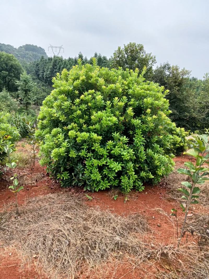 杨梅球，杨梅树，东魁杨梅，精品杨梅，黑炭杨梅，杨梅基地