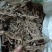 石菖蒲一手货源服务一流品质优良