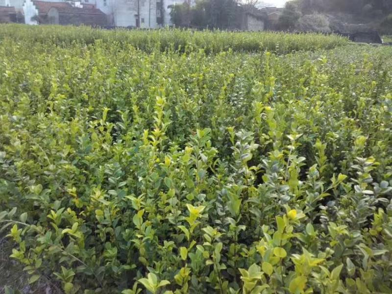 油茶小苗，造林小苗，工程绿化苗，食用果树苗，榨油小苗