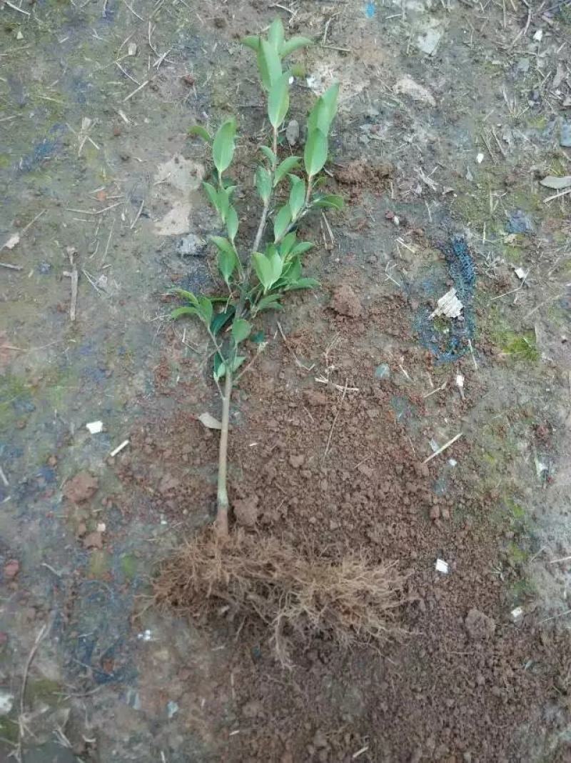 油茶小苗，造林小苗，工程绿化苗，食用果树苗，榨油小苗