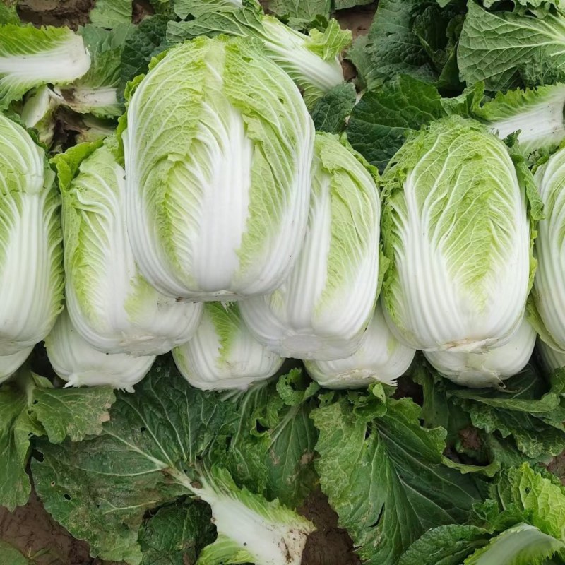 黄心大白菜，一手货源，质量保证，欢迎采购