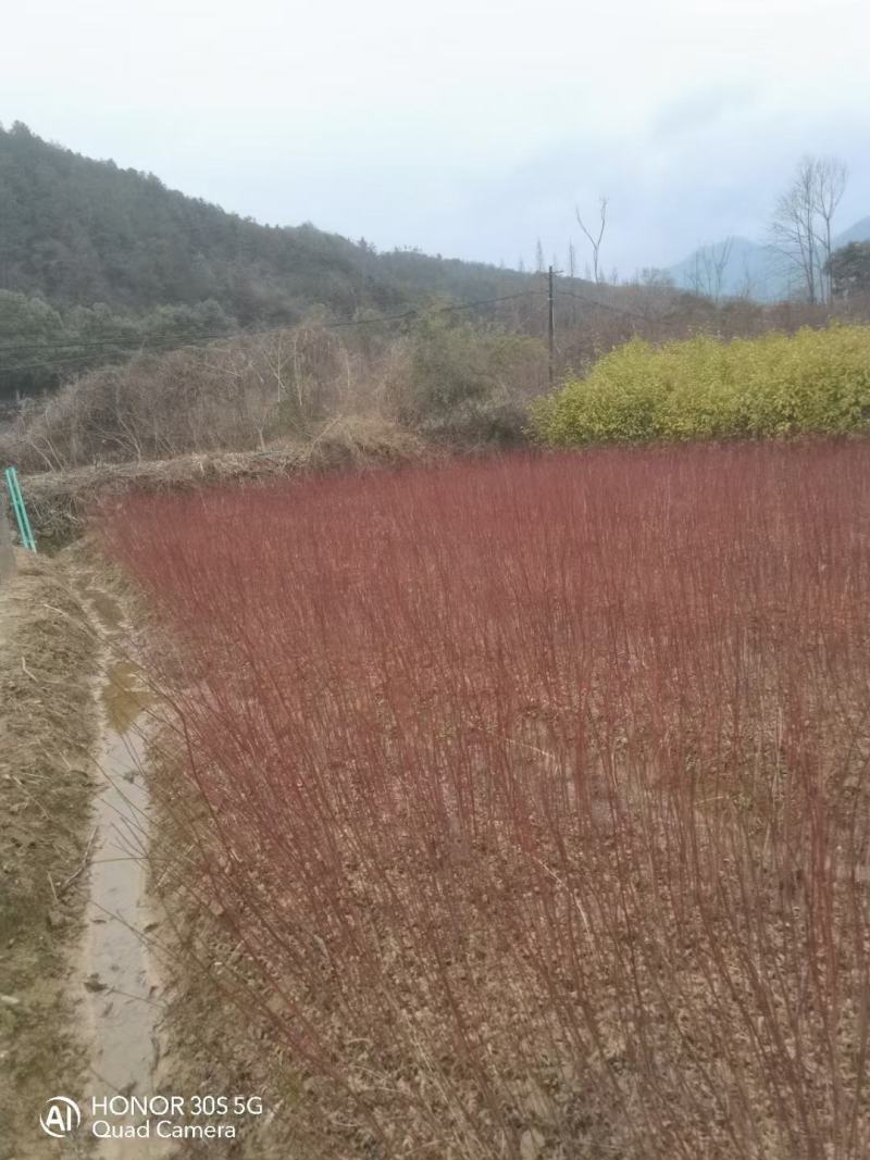 鸡爪槭小苗，九江鸡爪槭，园林绿化工程小苗，红叶鸡爪槭