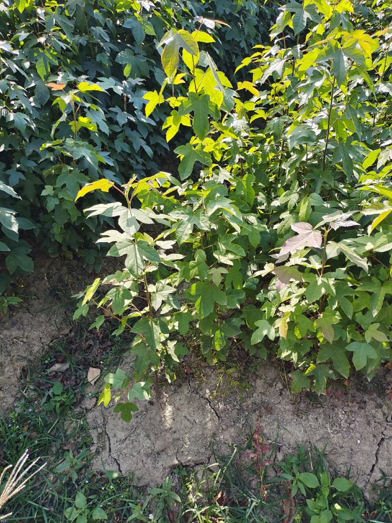 枫香小苗批发，江西枫香小苗基地，常年供应枫香苗