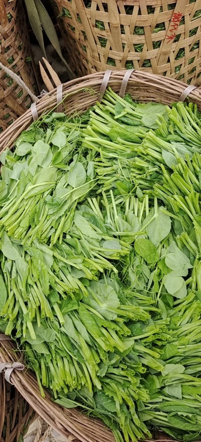 碗豆尖，大型基地直接供货，货源充足，欢迎新老客户