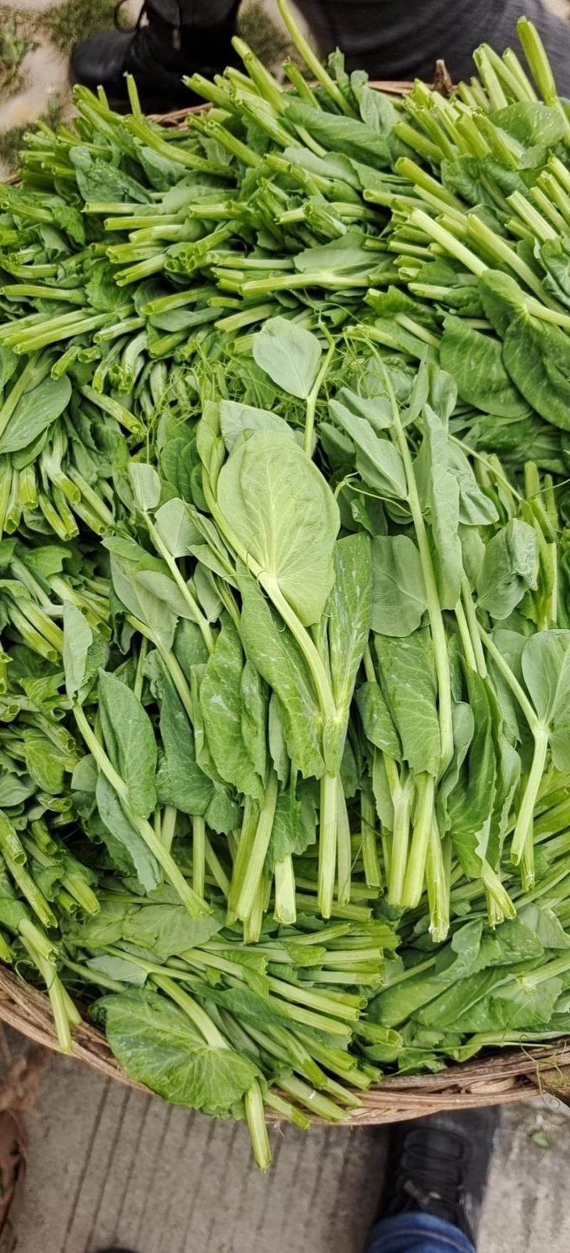 碗豆尖，大型基地直接供货，货源充足，欢迎新老客户