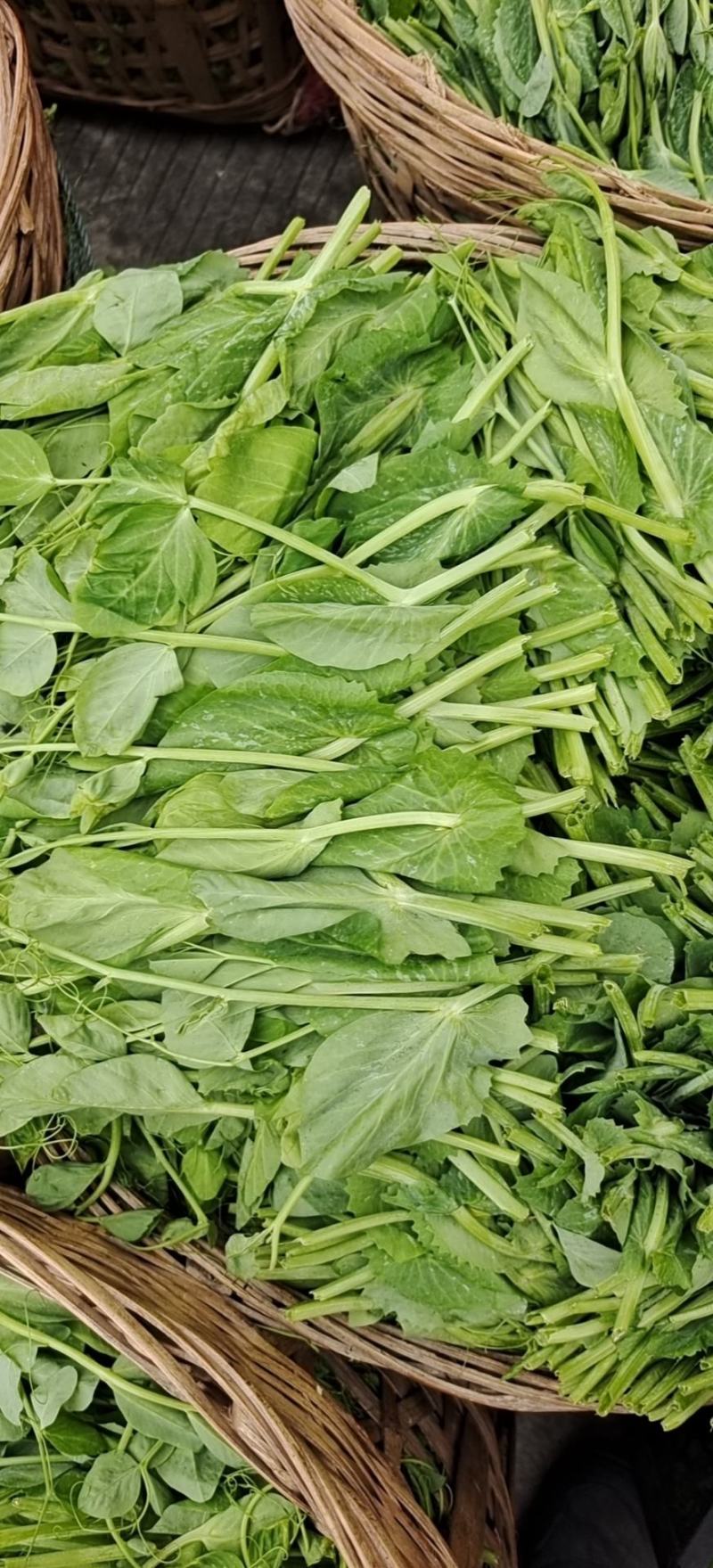碗豆尖，大型基地直接供货，货源充足，欢迎新老客户