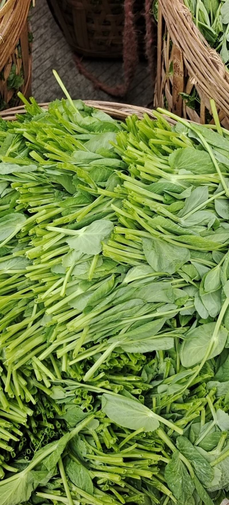 碗豆尖，大型基地直接供货，货源充足，欢迎新老客户