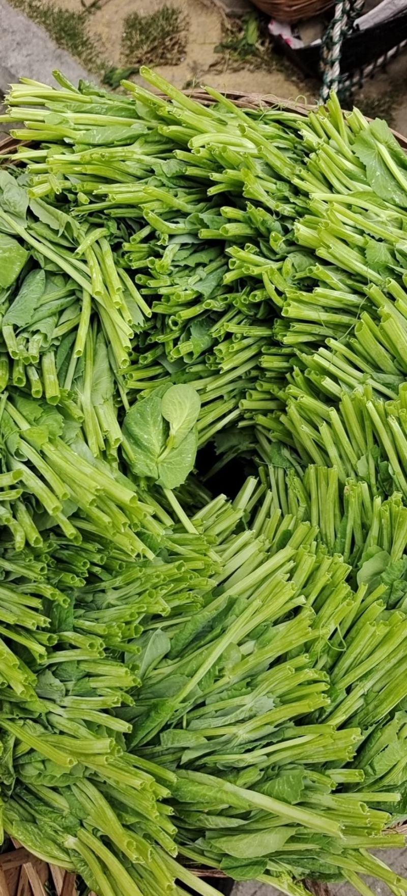 碗豆尖，大型基地直接供货，货源充足，欢迎新老客户