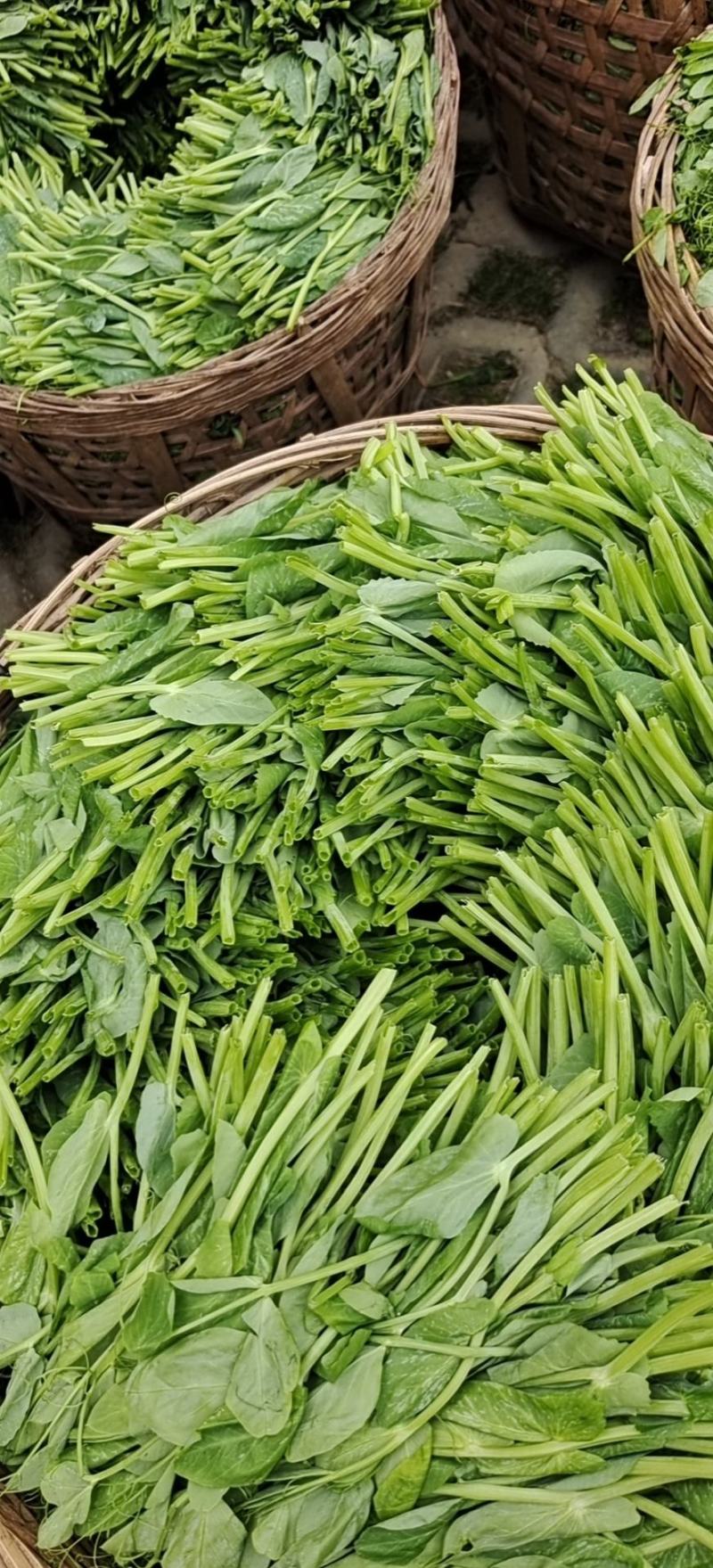 碗豆尖，大型基地直接供货，货源充足，欢迎新老客户