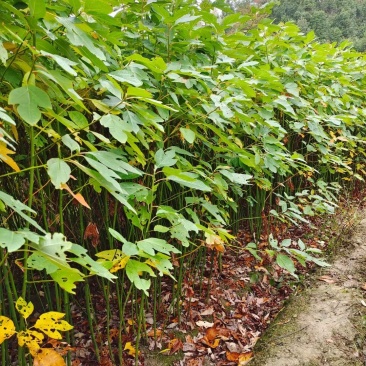 檫木小苗，檫树小苗，檫木基地，1-3公分檫木，檫木假植苗