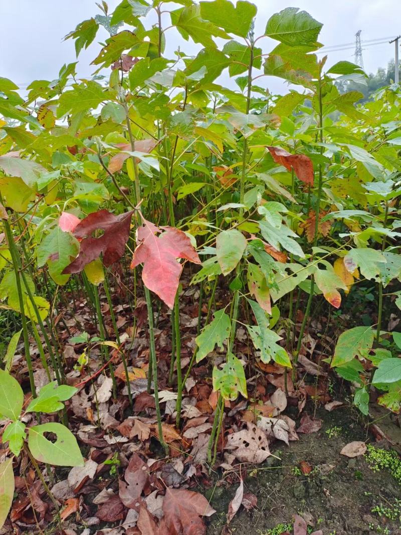 檫木小苗，檫树小苗，檫木基地，1-3公分檫木，檫木假植苗