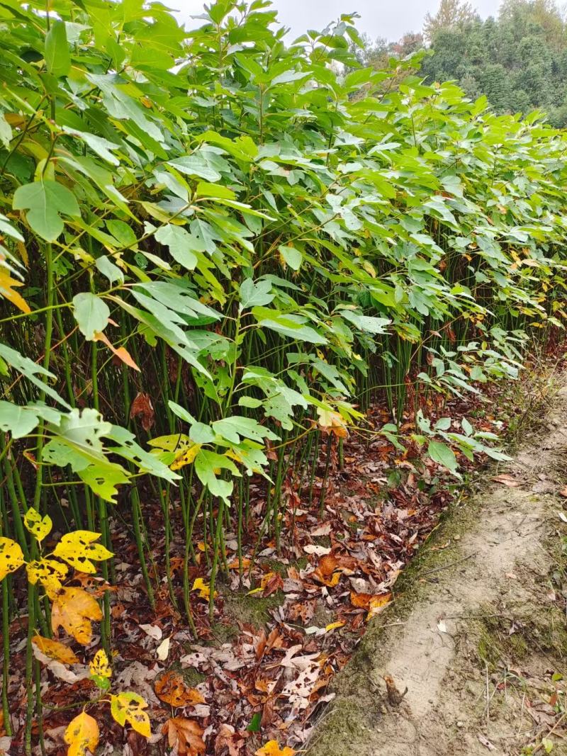 檫木小苗，檫树小苗，檫木基地，1-3公分檫木，檫木假植苗