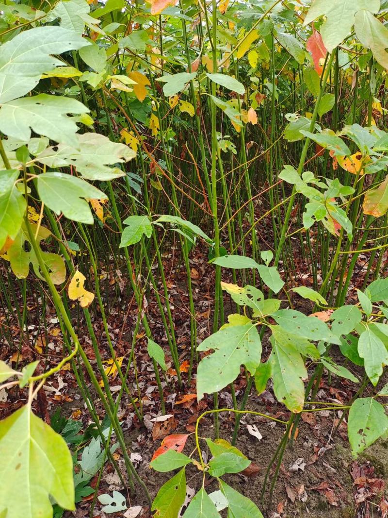 檫木小苗，檫树小苗，檫木基地，1-3公分檫木，檫木假植苗