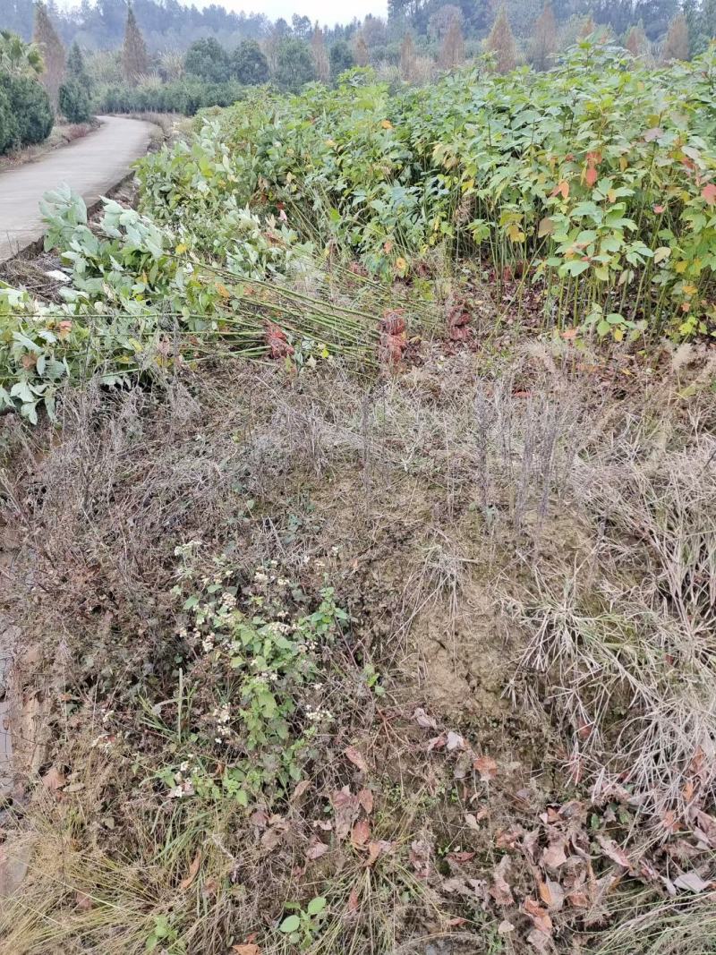 檫木小苗，檫树小苗，檫木基地，1-3公分檫木，檫木假植苗