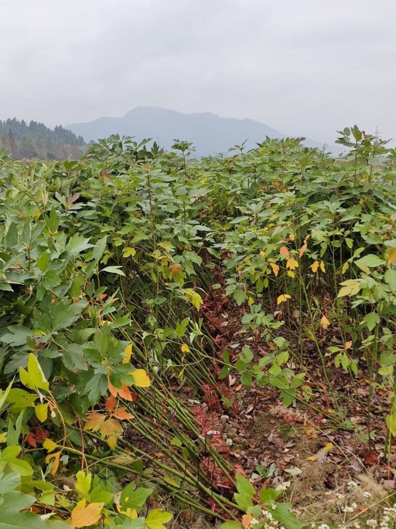 檫木小苗，檫树小苗，檫木基地，1-3公分檫木，檫木假植苗