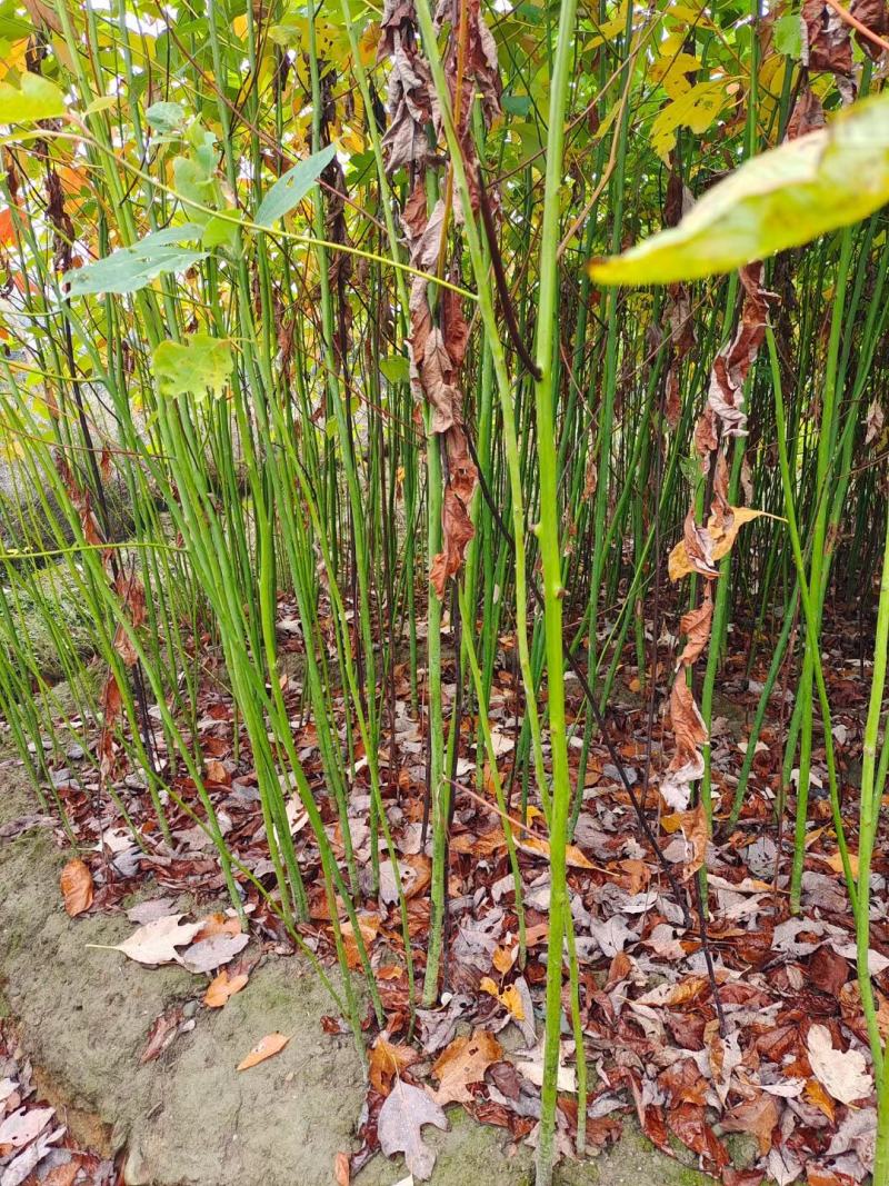 檫木小苗，檫树小苗，檫木基地，1-3公分檫木，檫木假植苗