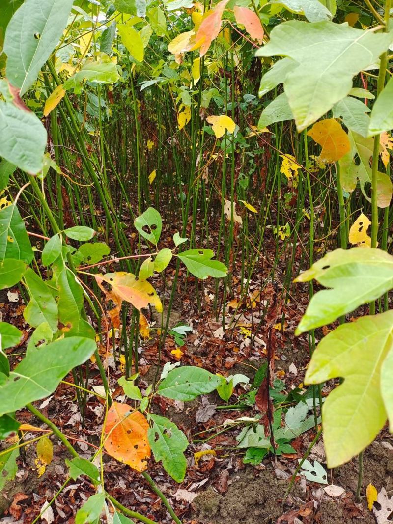 檫木小苗，檫树小苗，檫木基地，1-3公分檫木，檫木假植苗