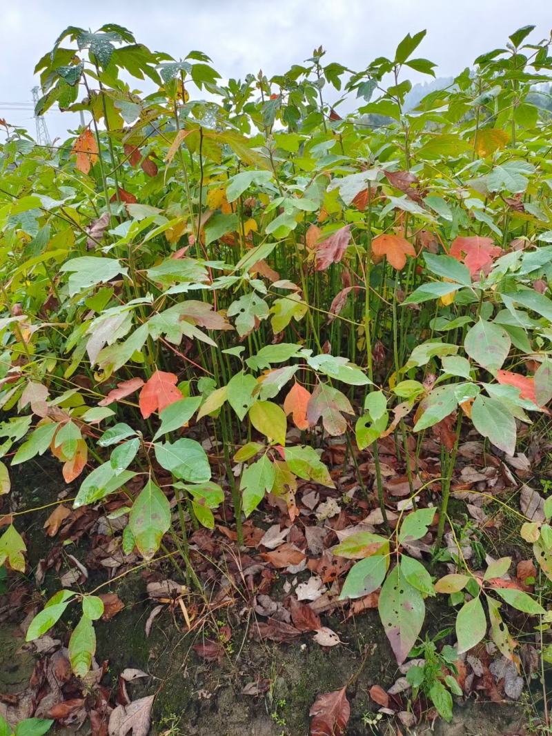 檫木小苗，檫树小苗，檫木基地，1-3公分檫木，檫木假植苗